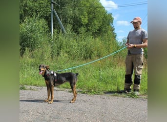 Aufgeschlossene BETA sucht eine treue Familie