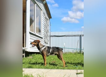 Ausgeglichener BRUNO sucht eine Familie