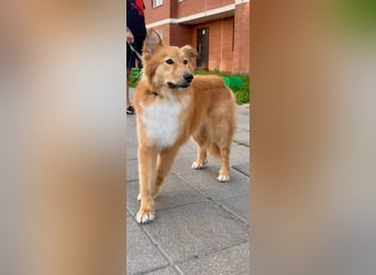 Hübscher SPAYK sucht eine Familie (gerne mit Kindern)