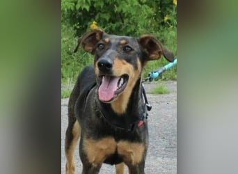 Aufgeschlossene BETA sucht eine treue Familie