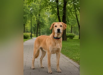 Ausgeglichener OKAMI sucht Familie
