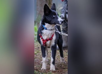 Ruhiger LEVIN sucht ein Zuhause