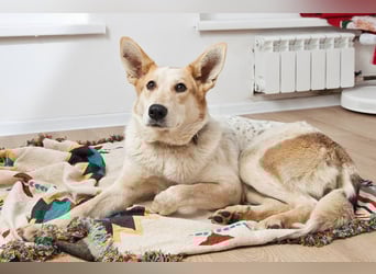 Feine SERAFIMA sucht ihre Familie