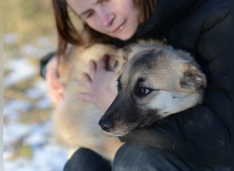 Nachdenkliche Arina ist für ruhige Menschen