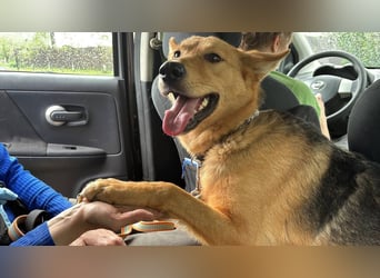 JEK ist ein echter Familienhund. Familie wird gesucht.