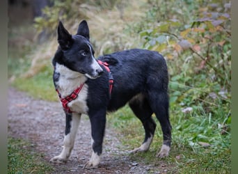 Ruhiger LEVIN sucht ein Zuhause