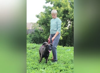 Braver MISHKA sucht ein Zuhause