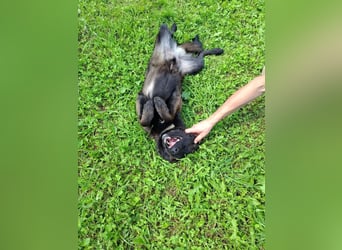 Braver MISHKA sucht ein Zuhause