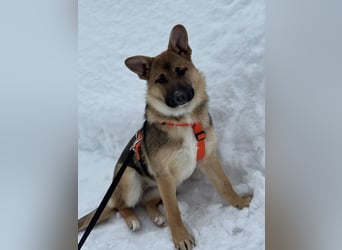 Ruhige NOOBI sucht ein Zuhause