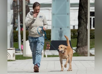 Ausgeglichener OKAMI sucht Familie