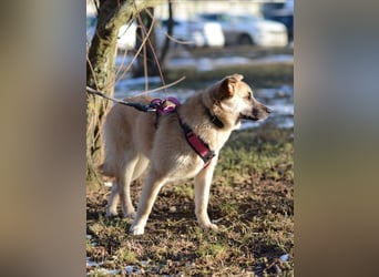 Nachdenkliche Arina ist für ruhige Menschen