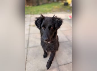 Robbie wünscht sich sein eigenes Körbchen