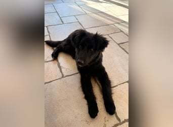 Robbie wünscht sich sein eigenes Körbchen