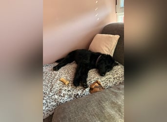 Robbie wünscht sich sein eigenes Körbchen