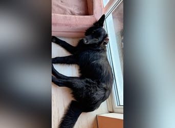 Robbie wünscht sich sein eigenes Körbchen