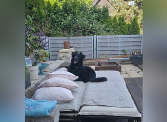 Robbie wünscht sich sein eigenes Körbchen