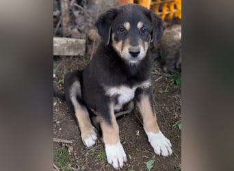 Dzeko, geb. ca. 02/2026, lebt in GRIECHENLAND, auf einem Gelände, auf dem die Hunde notdürftig vers