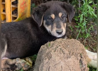 Dzeko, geb. ca. 02/2026, lebt in GRIECHENLAND, auf einem Gelände, auf dem die Hunde notdürftig vers