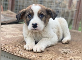 Tonno, geb. ca. 11/2025, lebt in GRIECHENLAND, auf einer privaten Pflegestelle