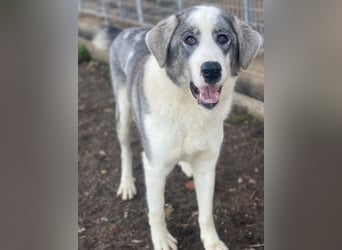 Ryat, geb. ca. 12/2023, lebt in GRIECHENLAND, im städt. Tierheim Serres