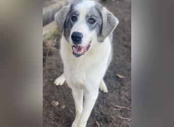 Ryat, geb. ca. 12/2023, lebt in GRIECHENLAND, im städt. Tierheim Serres