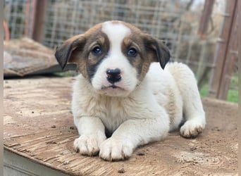 Tonno, geb. ca. 11/2025, lebt in GRIECHENLAND, auf einer privaten Pflegestelle