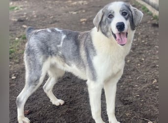 Ryat, geb. ca. 12/2023, lebt in GRIECHENLAND, im städt. Tierheim Serres