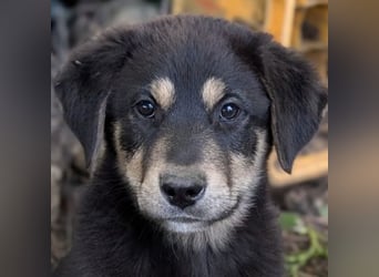 Dzeko, geb. ca. 02/2026, lebt in GRIECHENLAND, auf einem Gelände, auf dem die Hunde notdürftig vers