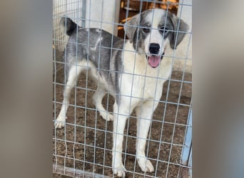 Ryat, geb. ca. 12/2023, lebt in GRIECHENLAND, im städt. Tierheim Serres