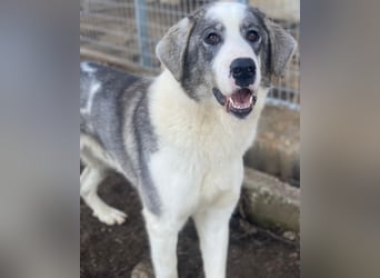 Ryat, geb. ca. 12/2023, lebt in GRIECHENLAND, im städt. Tierheim Serres