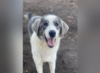 Ryat, geb. ca. 12/2023, lebt in GRIECHENLAND, im städt. Tierheim Serres