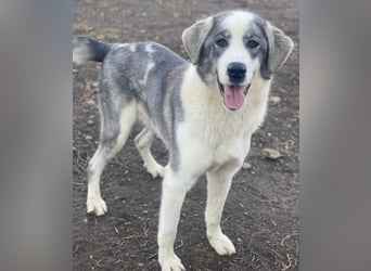 Ryat, geb. ca. 12/2023, lebt in GRIECHENLAND, im städt. Tierheim Serres