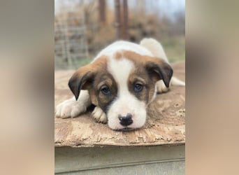 Tonno, geb. ca. 11/2025, lebt in GRIECHENLAND, auf einer privaten Pflegestelle