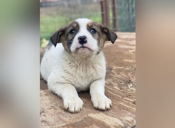 Tonno, geb. ca. 11/2025, lebt in GRIECHENLAND, auf einer privaten Pflegestelle