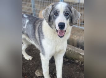 Ryat, geb. ca. 12/2023, lebt in GRIECHENLAND, im städt. Tierheim Serres