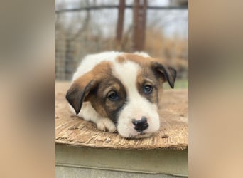 Tonno, geb. ca. 11/2025, lebt in GRIECHENLAND, auf einer privaten Pflegestelle