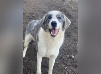 Ryat, geb. ca. 12/2023, lebt in GRIECHENLAND, im städt. Tierheim Serres