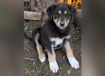 Dzeko, geb. ca. 02/2026, lebt in GRIECHENLAND, auf einem Gelände, auf dem die Hunde notdürftig vers