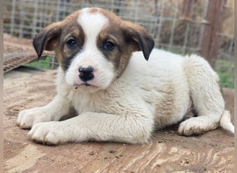 Tonno, geb. ca. 11/2025, lebt in GRIECHENLAND, auf einer privaten Pflegestelle