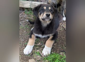 Dzeko, geb. ca. 02/2026, lebt in GRIECHENLAND, auf einem Gelände, auf dem die Hunde notdürftig vers