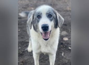 Ryat, geb. ca. 12/2023, lebt in GRIECHENLAND, im städt. Tierheim Serres