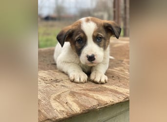 Tonno, geb. ca. 11/2025, lebt in GRIECHENLAND, auf einer privaten Pflegestelle