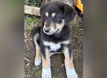 Dzeko, geb. ca. 02/2026, lebt in GRIECHENLAND, auf einem Gelände, auf dem die Hunde notdürftig vers