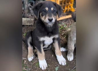Dzeko, geb. ca. 02/2026, lebt in GRIECHENLAND, auf einem Gelände, auf dem die Hunde notdürftig vers