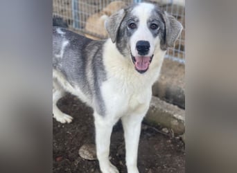 Ryat, geb. ca. 12/2023, lebt in GRIECHENLAND, im städt. Tierheim Serres