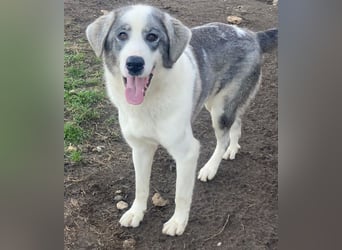 Ryat, geb. ca. 12/2023, lebt in GRIECHENLAND, im städt. Tierheim Serres