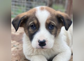 Tonno, geb. ca. 11/2025, lebt in GRIECHENLAND, auf einer privaten Pflegestelle