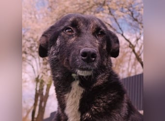 FRIDA - sanfte, liebe Hündin sucht ihre Menschen