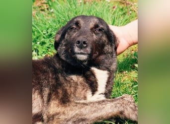 FRIDA - sanfte, liebe Hündin sucht ihre Menschen