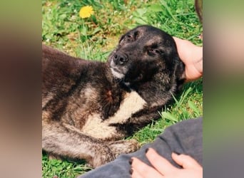 FRIDA - sanfte, liebe Hündin sucht ihre Menschen
